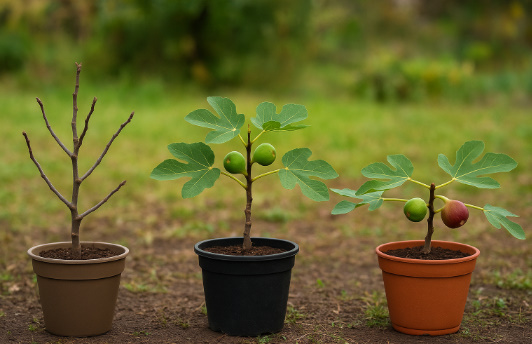 品種で違う剪定の考え方